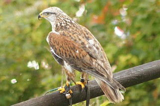 Aquila fasciata - Habichtsadler